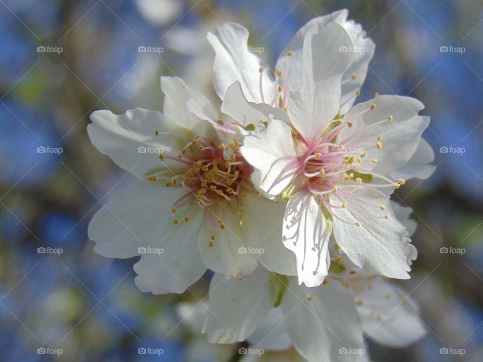 Shadowy and sunny side of almond tree flowers 