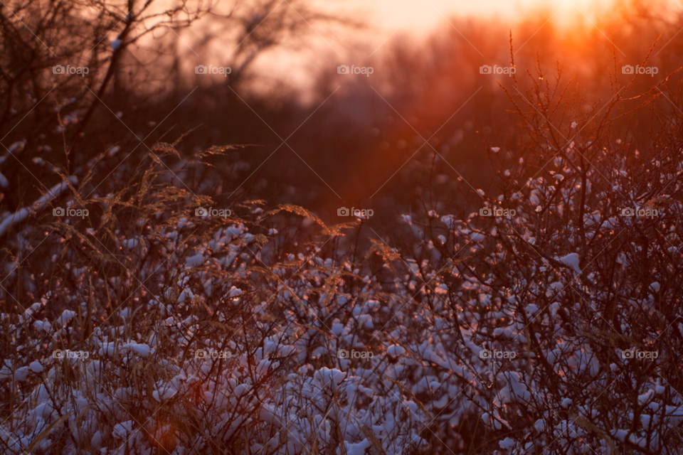 Sunlight of plants with snow