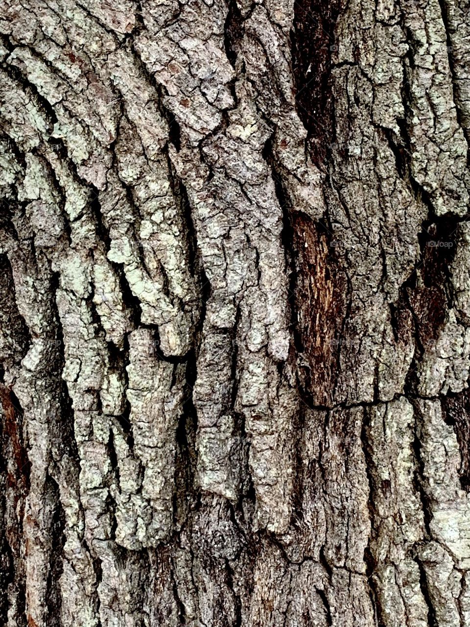 Rough bark 