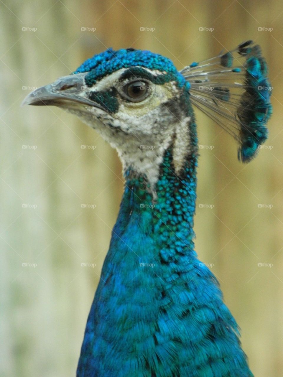 Peacock head 