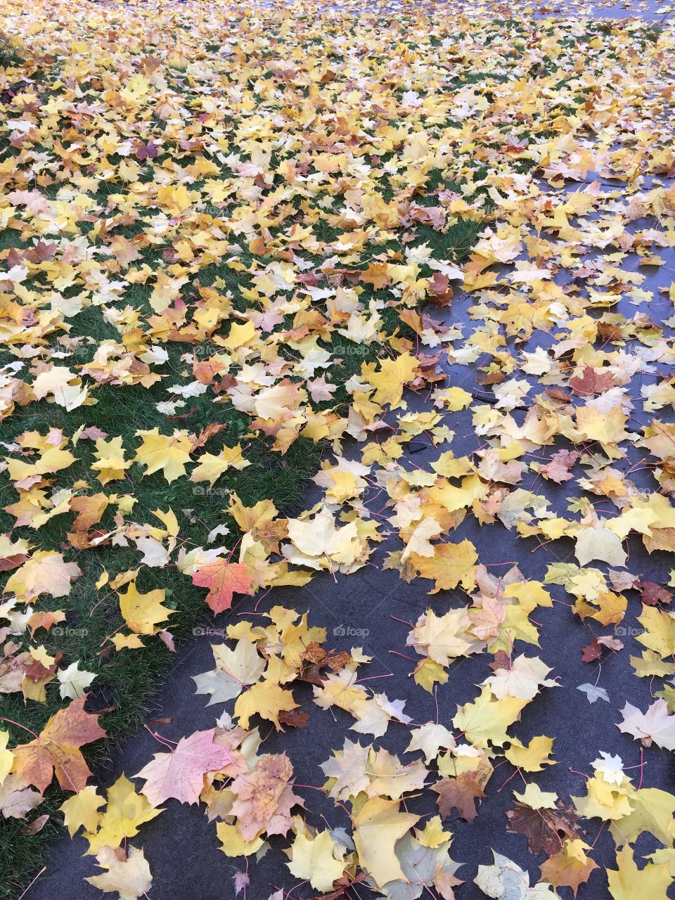Fall leaves 
