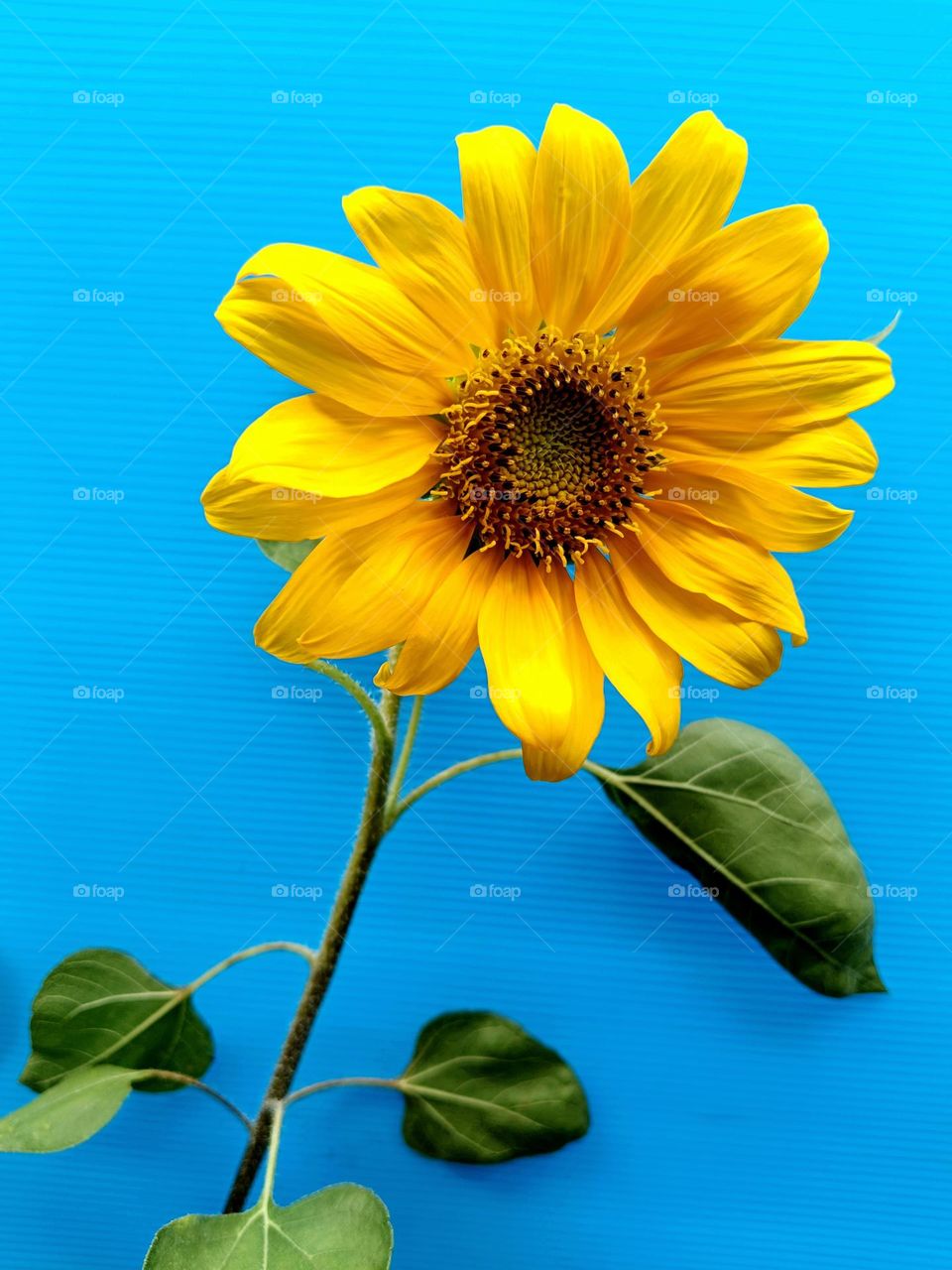 A sunflower on blue background.