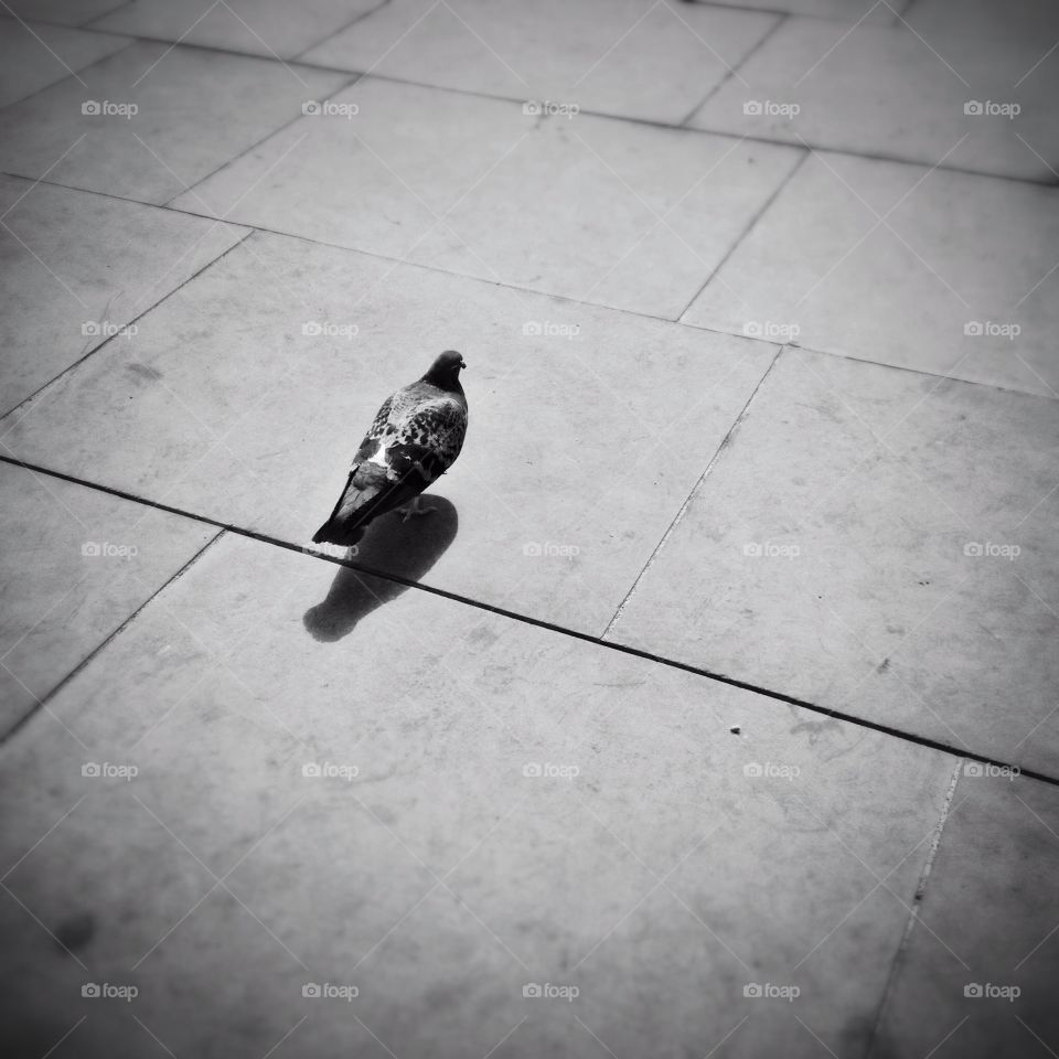Pigeon. Pigeon on the street