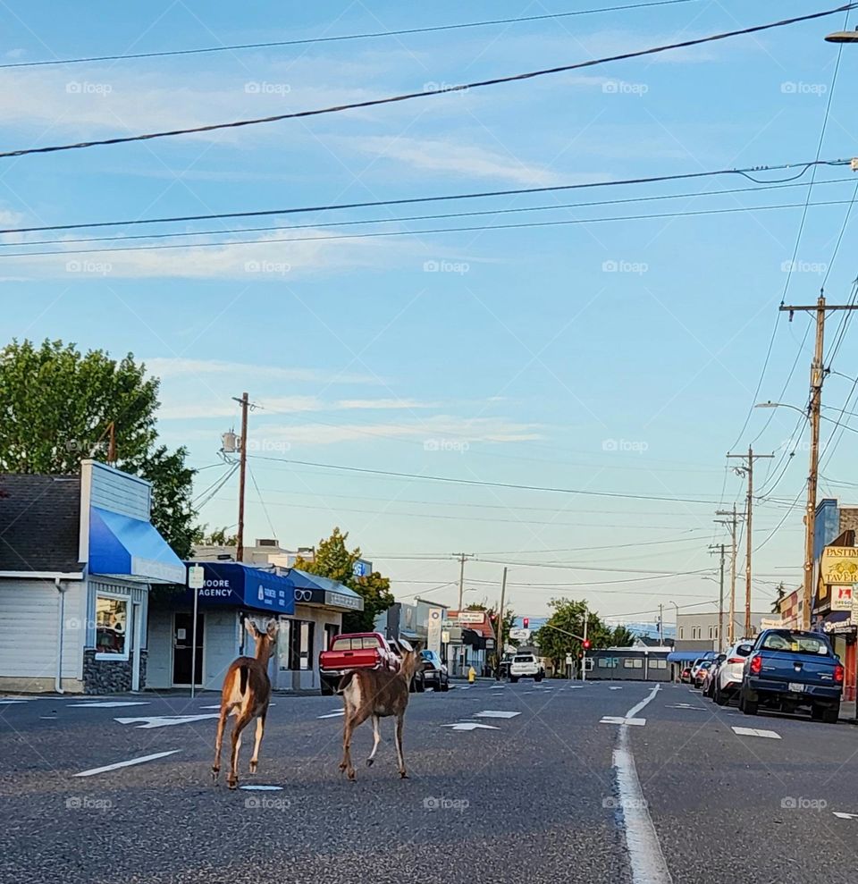 A pair of deer talking a Summer evening stroll down the street through the middle of a town in Oregon