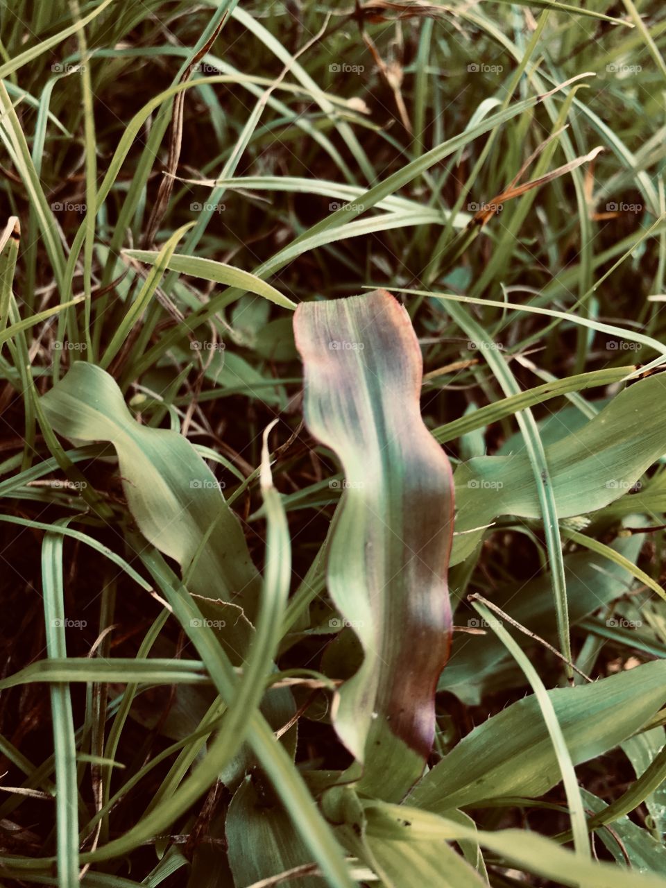 A very curvy blade of green grass 