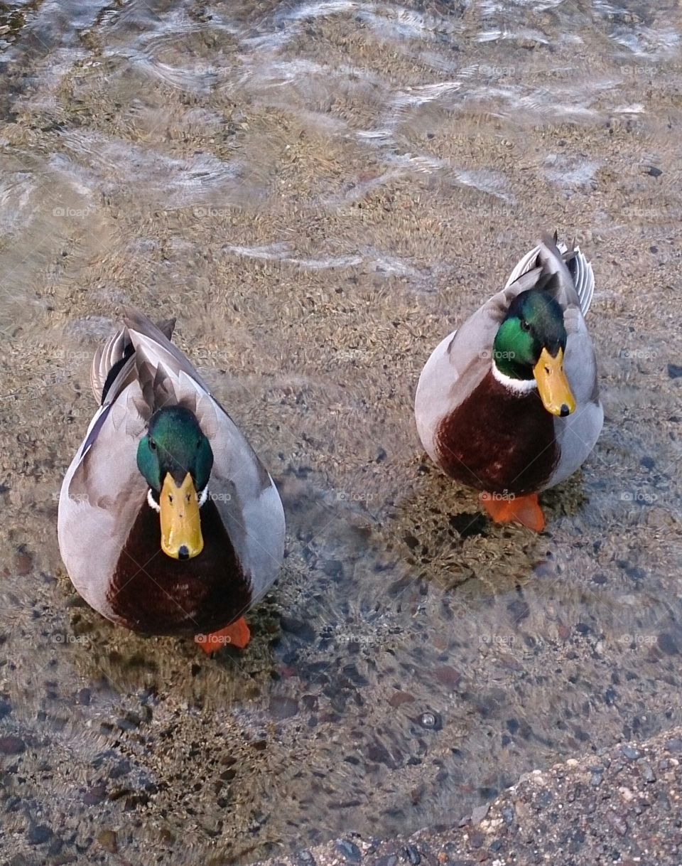 Duck Mates