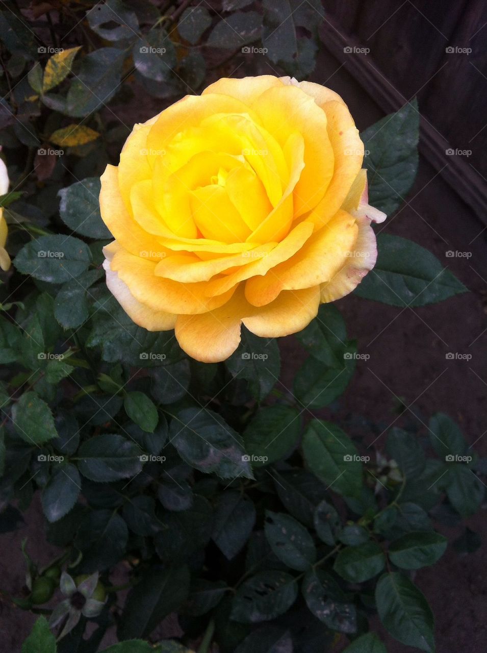 Yellow Rose