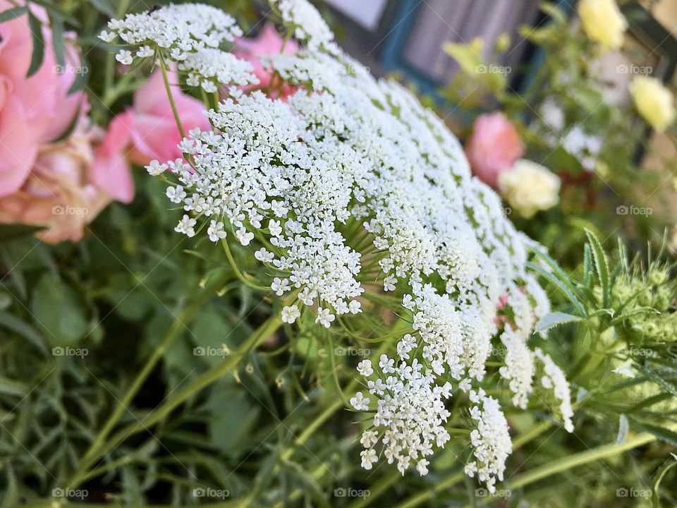 Spring garden, delicate dainty Queen Anne’s Lace