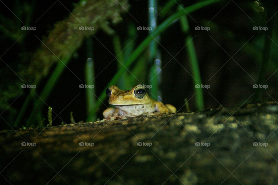 Frog waiting for your food