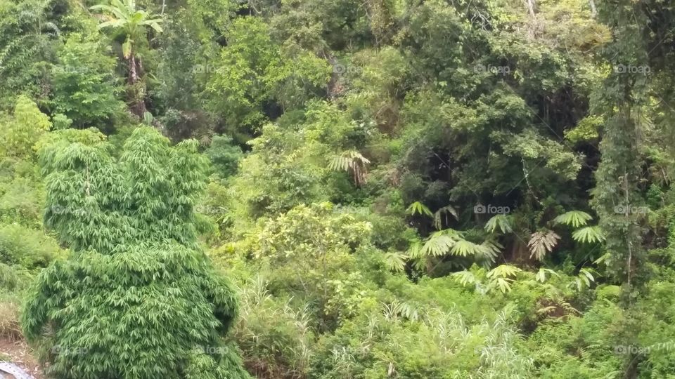 bamboo tree at rain forest