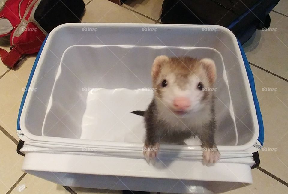 Can someone please explain what happened to all the food?
Ferret posing