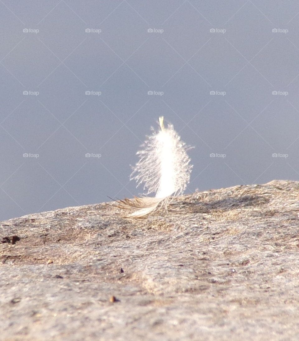 Simplicity of a single white feather 