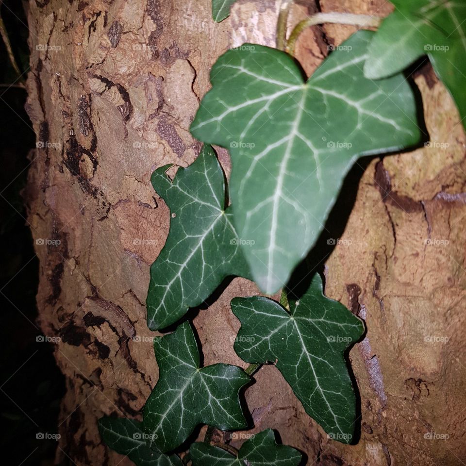 Tendril leaf