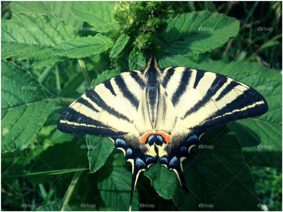 Colorful butterfly