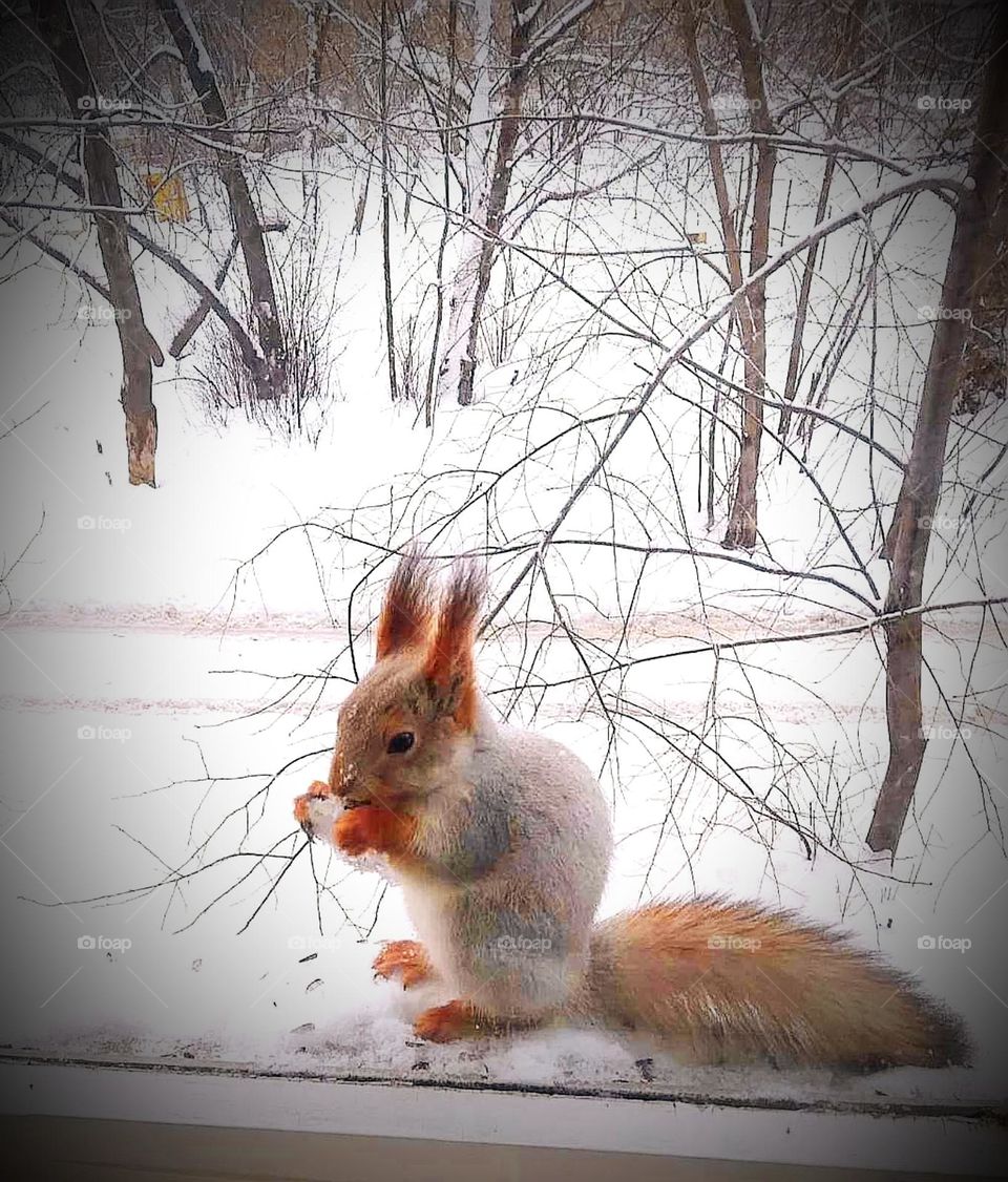 Я ваша соседка... живу через дорогу 
 I'm your neighbor... from the other side of the street