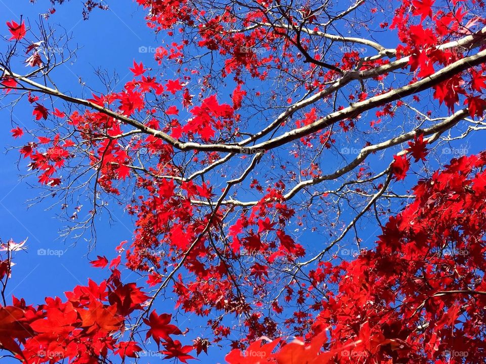 Red leaves across blue fall sky