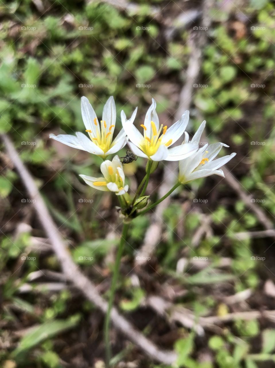 Closeup of tiny white wildflowers 