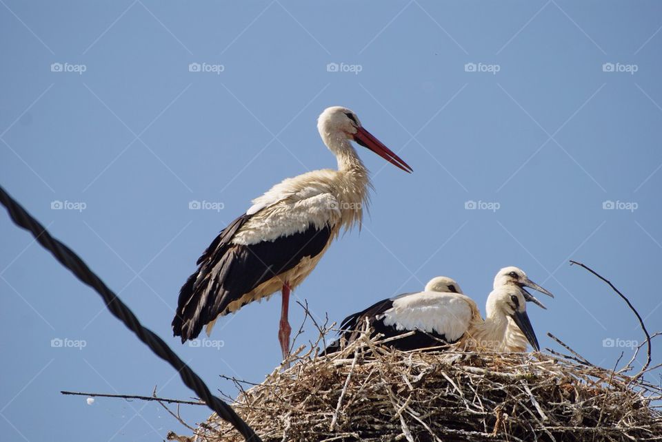 Close-up of stork with young birds