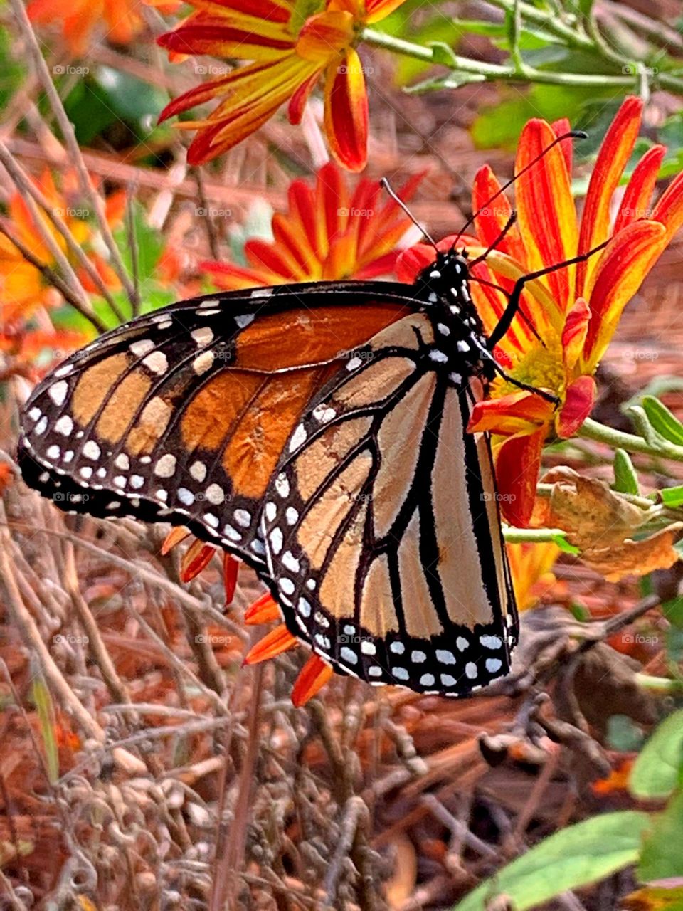 Battle: Summer vs Fall - Monarch butterfly blending in on a brightly colored Chrysanthemum. Mums come in a rich range of colors including, yellow, orange, lavender, purple, red and bicolor. They attract butterflies in the fall.