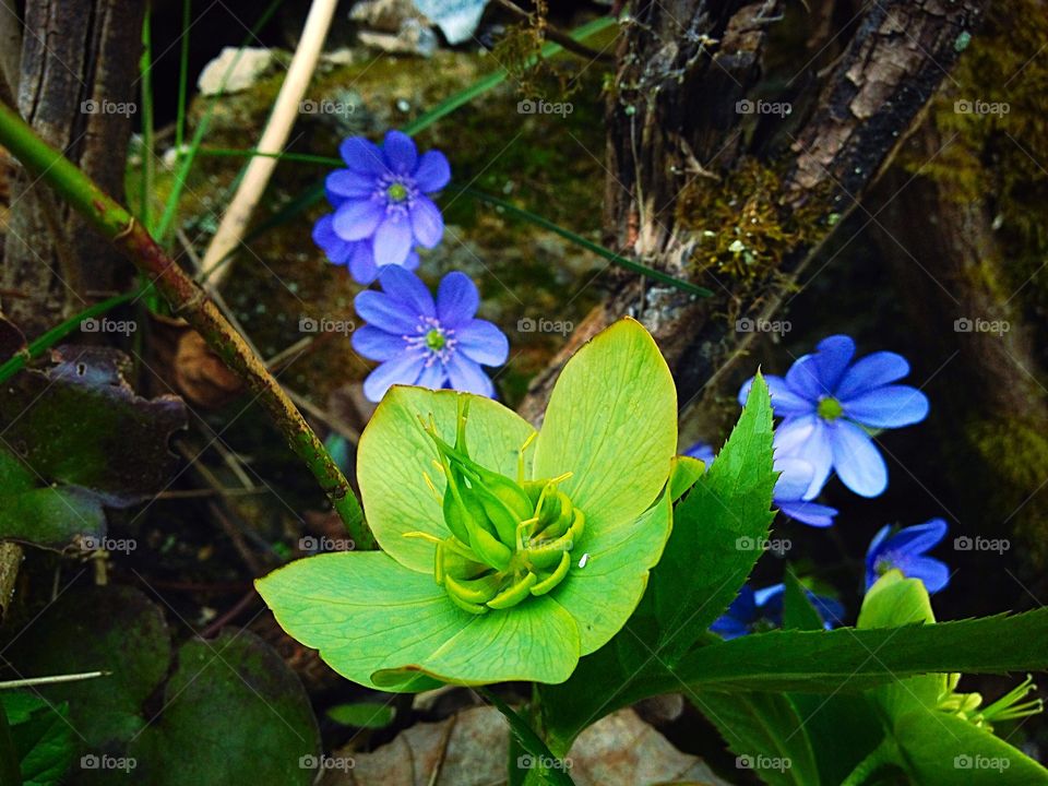 wild green flower