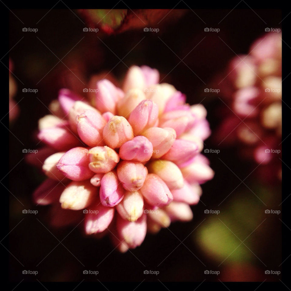 Tiny Flower Macro Light