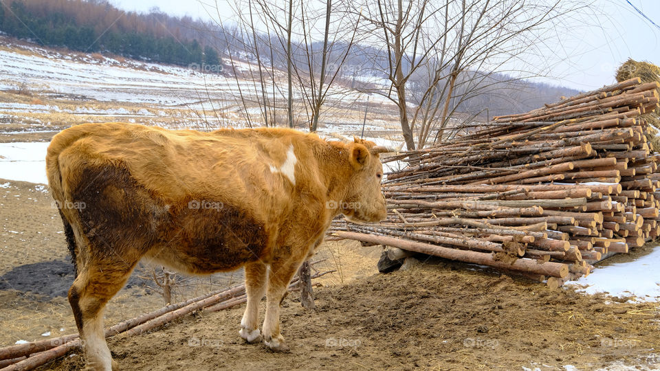 a cow