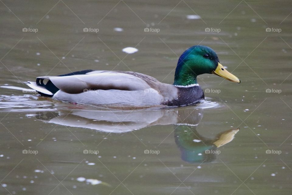mallard duck