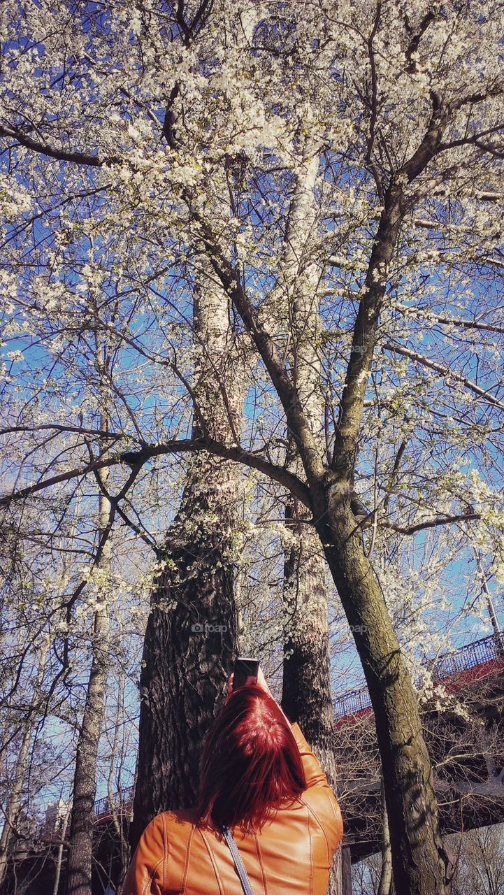 Blossom tree. Blossom tree