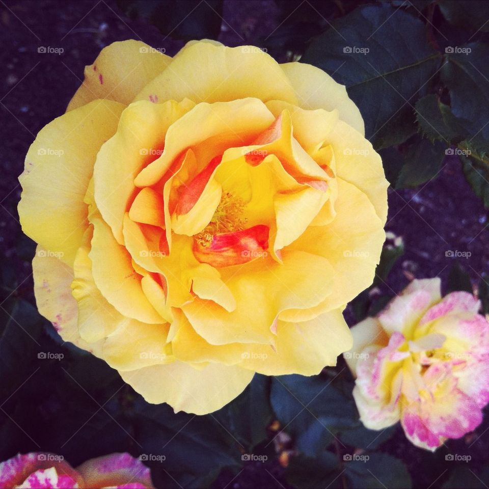 Yellow Rose