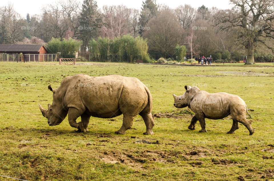 Rhinoceros and baby