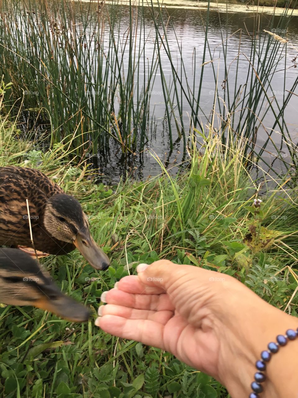 Friendly mallards