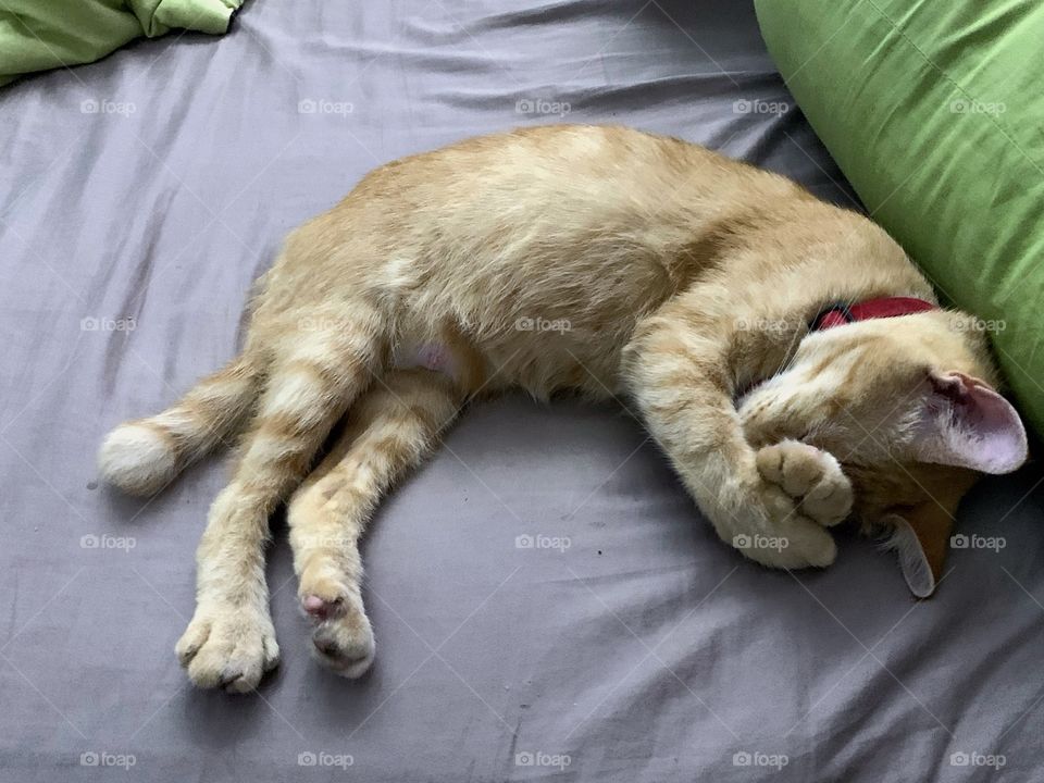 Cat sleeping 