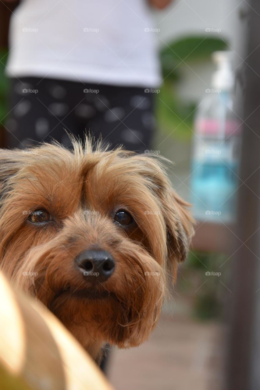 Yorkshireterrier