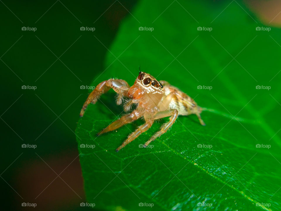golden jumping spider sitting on a leaf