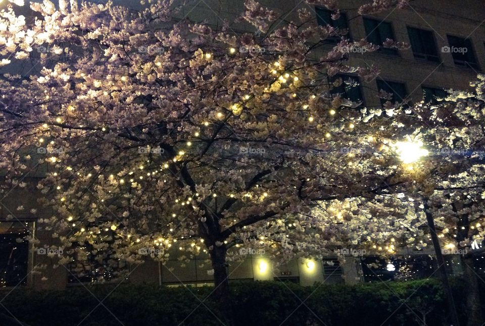 Cherry Blossom Trees. Cherry blossom trees