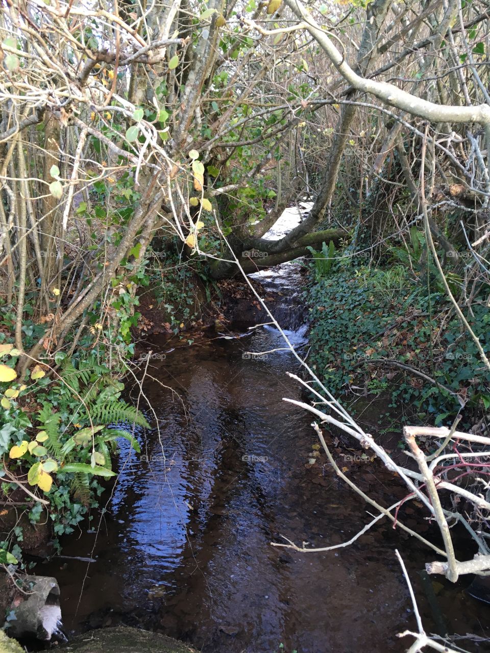 Delightful example of a Devon stream.
