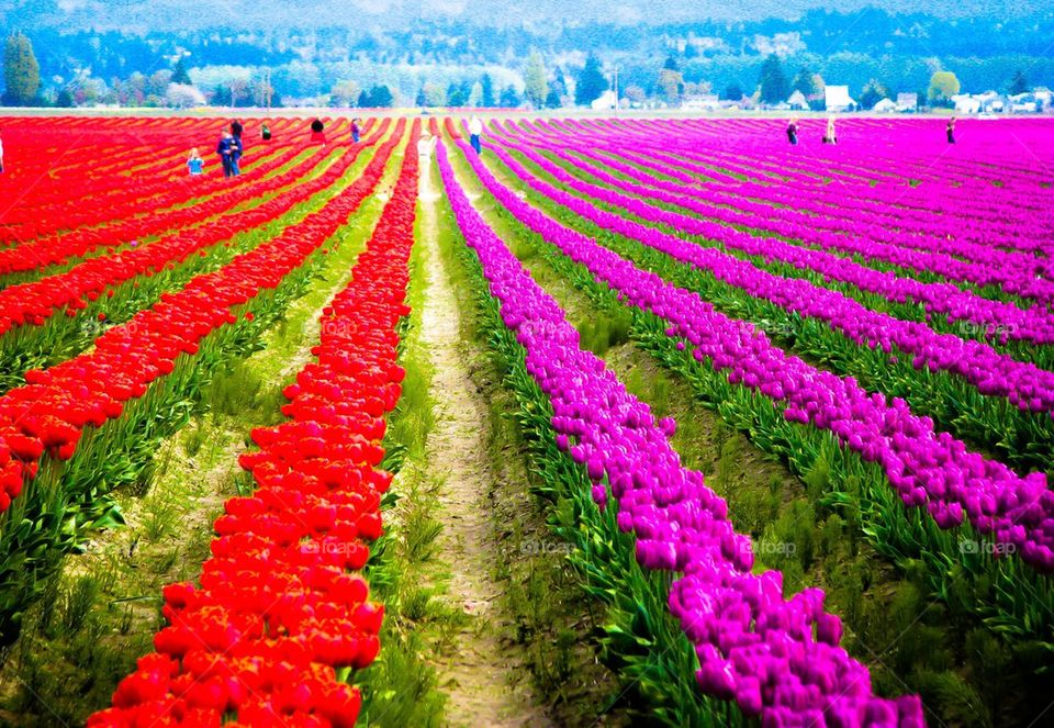 Tulip fields