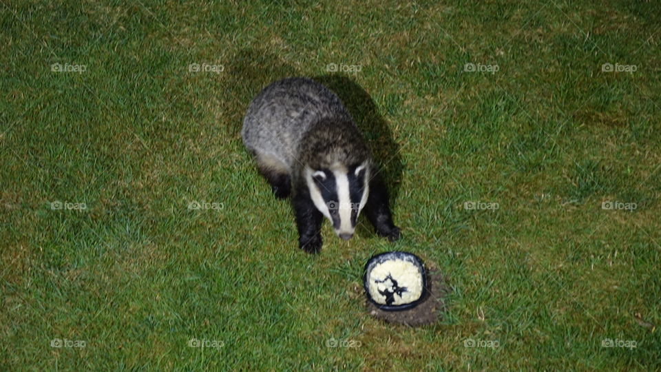 Badger 