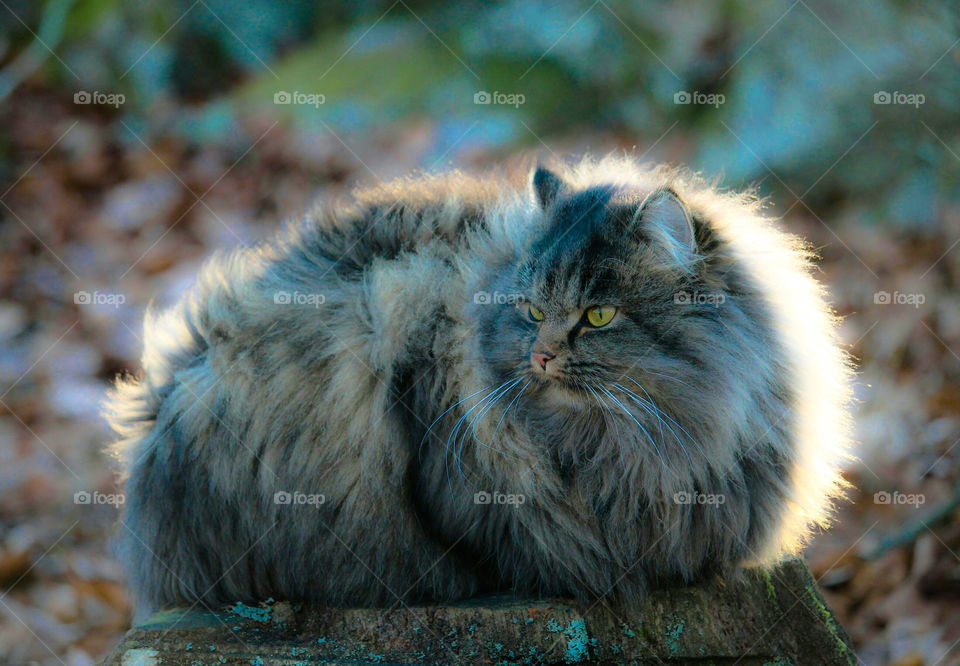 Norwegian forest