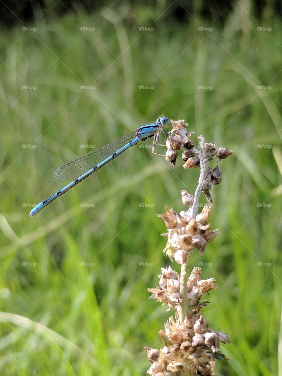 Damselfly