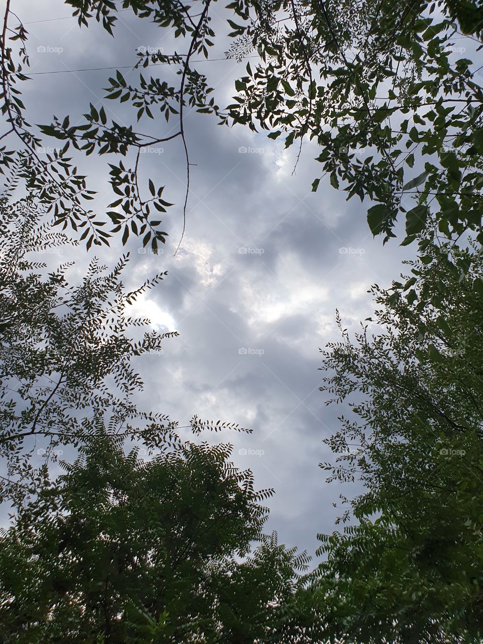 cloudy sky framed by trees