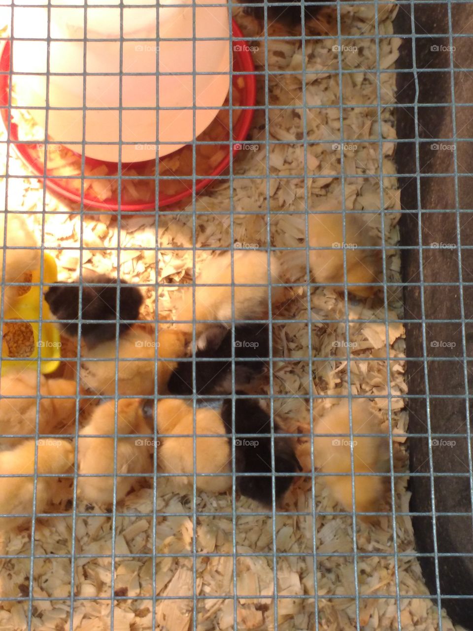 baby chicks for sale