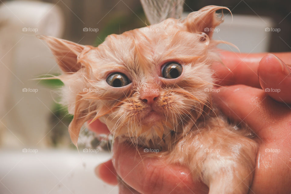 Funny Orange Persian Kitten Getting a Bath