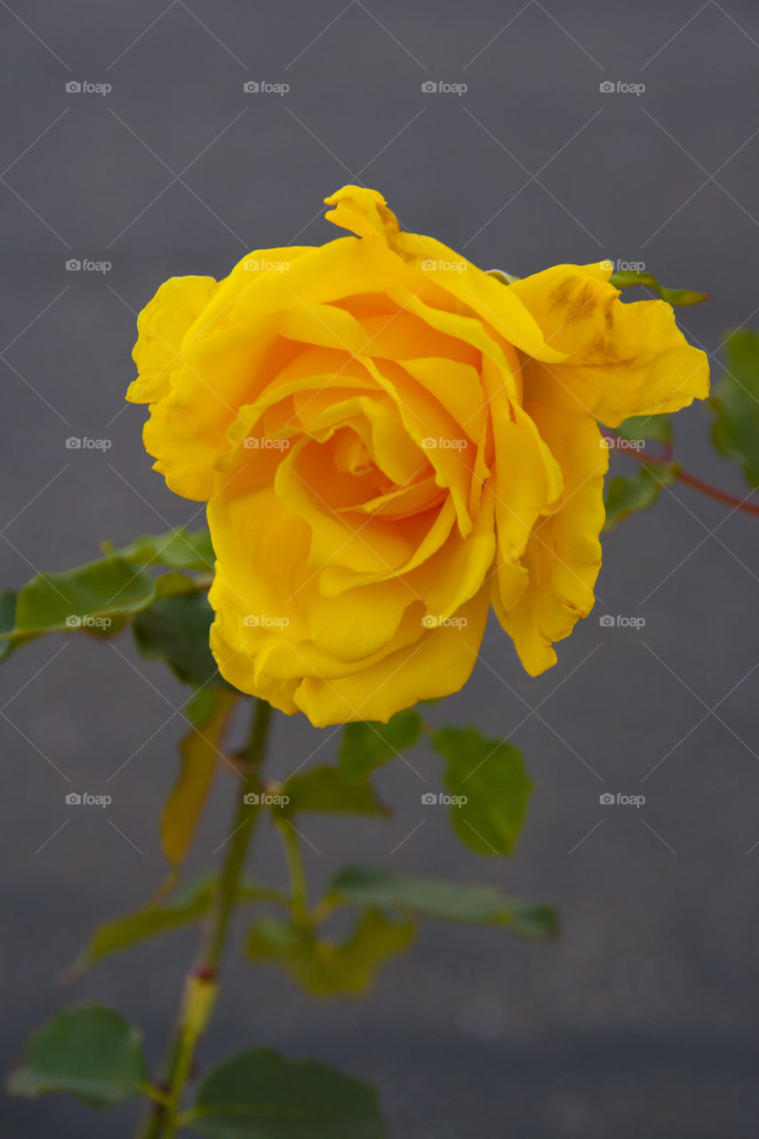THE YELLOW ROSE AT NAPPA VALLEY CALIFORNIA USA