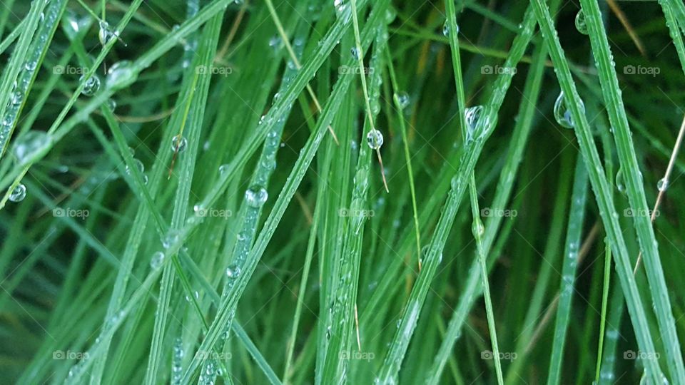 wet grass