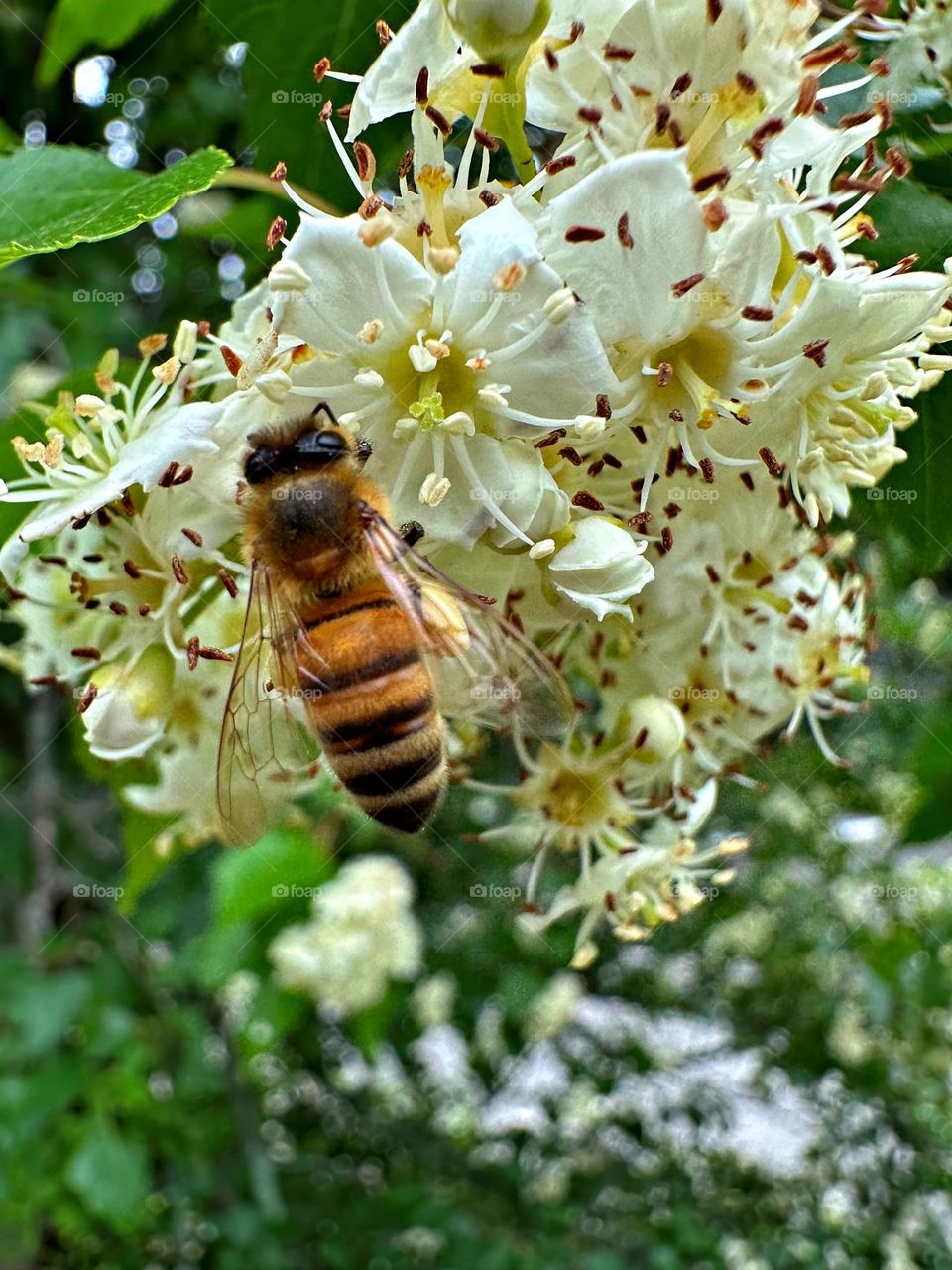 Mother Nature at its best - A honey bee extracts nectar and pollen from the chestnut bloom