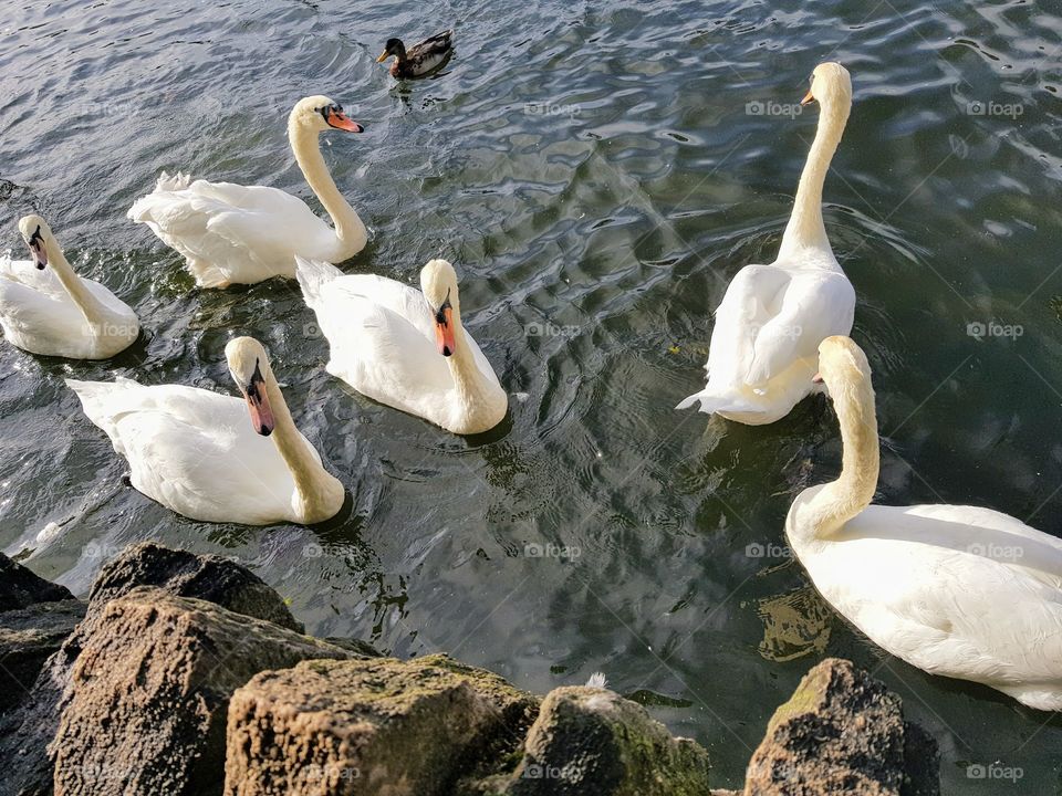 swans