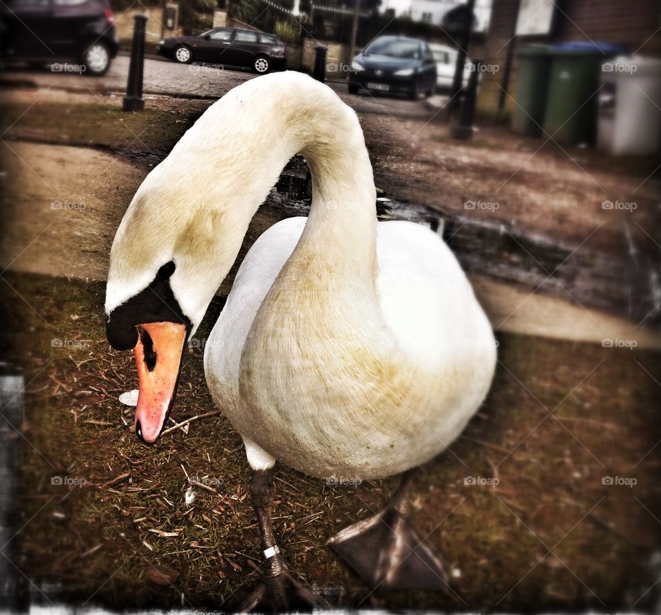 Mute Swan, London . Mute Swan, London 