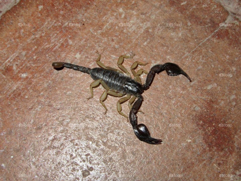 Scorpion on the floor in a french house
