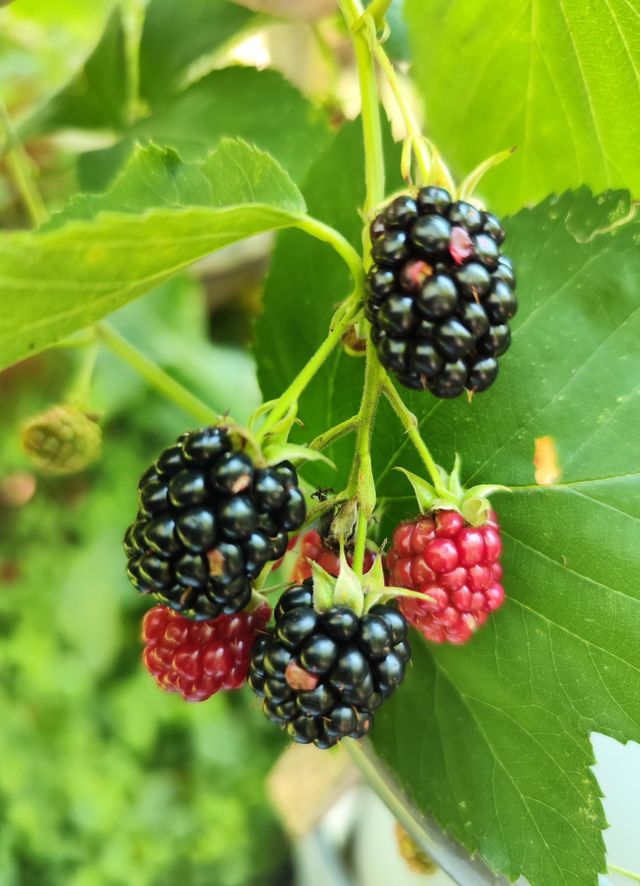 Blackberies